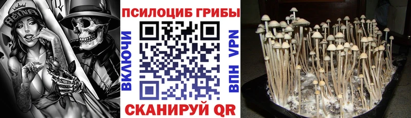 Псилоцибиновые грибы Cubensis  Благовещенск 